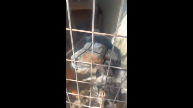 Διονύσιου Χαλκιδικής: Σκυλιά σε κλουβιά χωρίς νερό και τροφή 29-5-2025