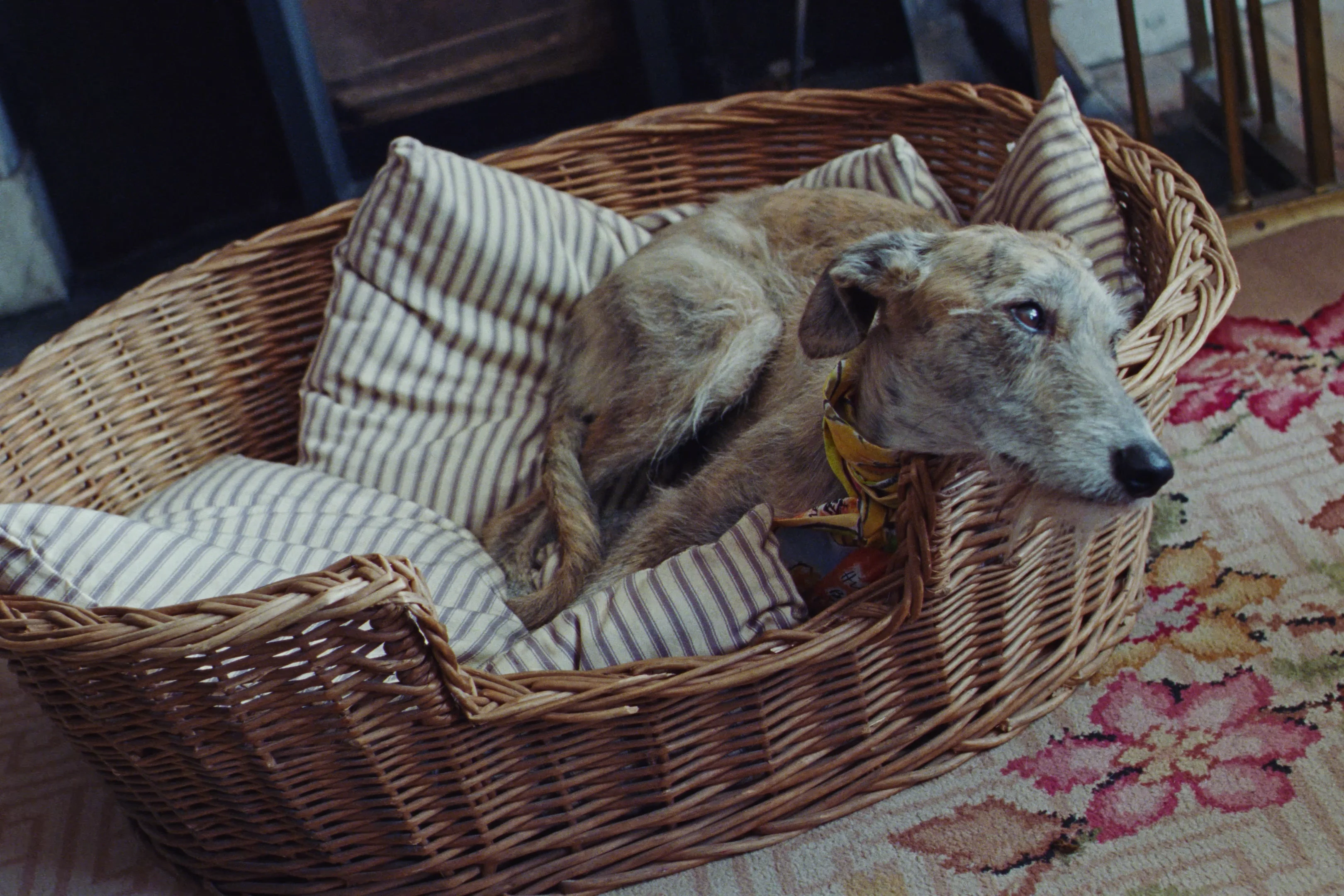 Motion — David Lane, Mini Title 2025