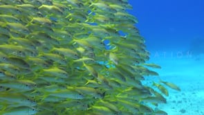 0385_Shoal of Goatfish with blue ocean background