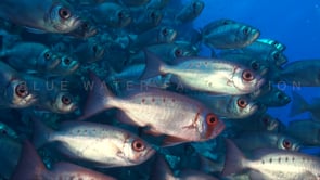 1217_Many Soldierfish close up