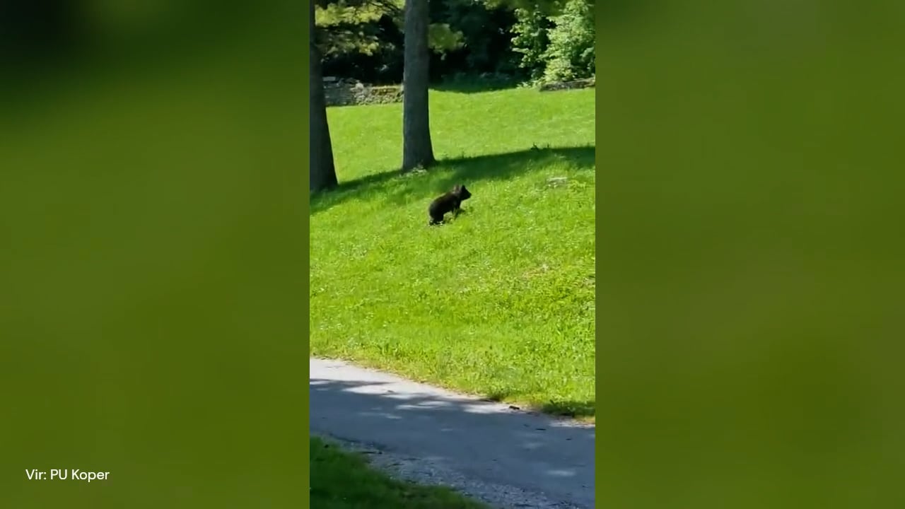 Policiste obiskal prikupen medvedji mladič