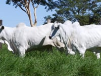 Lote 67