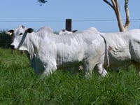 Lote 73