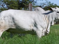 Lote 75