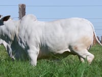 Lote 76