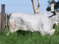 Lote 77