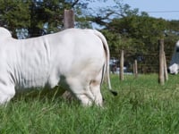 Lote 78