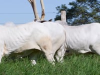Lote 79