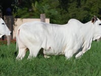Lote 82