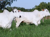 Lote 83