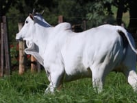 Lote 84