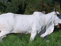 Lote 85