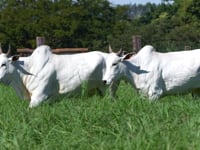 Lote 89