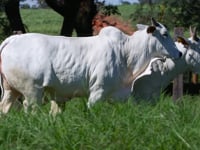 Lote 90