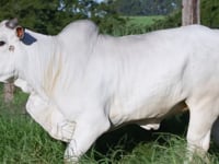 Lote D08