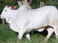 Lote D09