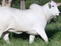 Lote D10