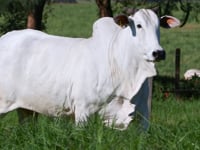 Lote D15