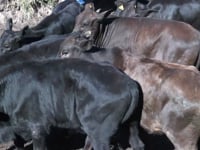 Lote 24