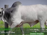 Lote 15