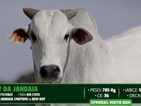 Lote 17