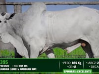 Lote 18