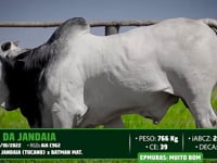 Lote 34