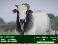 Lote 35