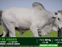 Lote 36