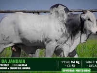 Lote 41