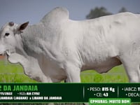 Lote 46