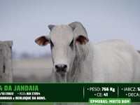 Lote 52