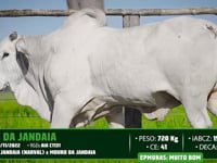 Lote 62