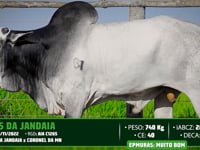 Lote 63
