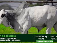 Lote 64