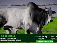 Lote 67