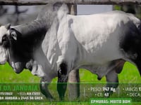 Lote 66