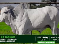 Lote 76