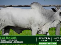 Lote 82