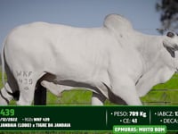 Lote 86