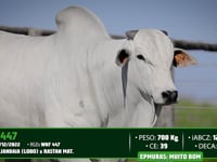 Lote 92