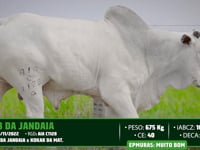 Lote 95