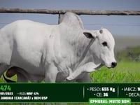 Lote 100