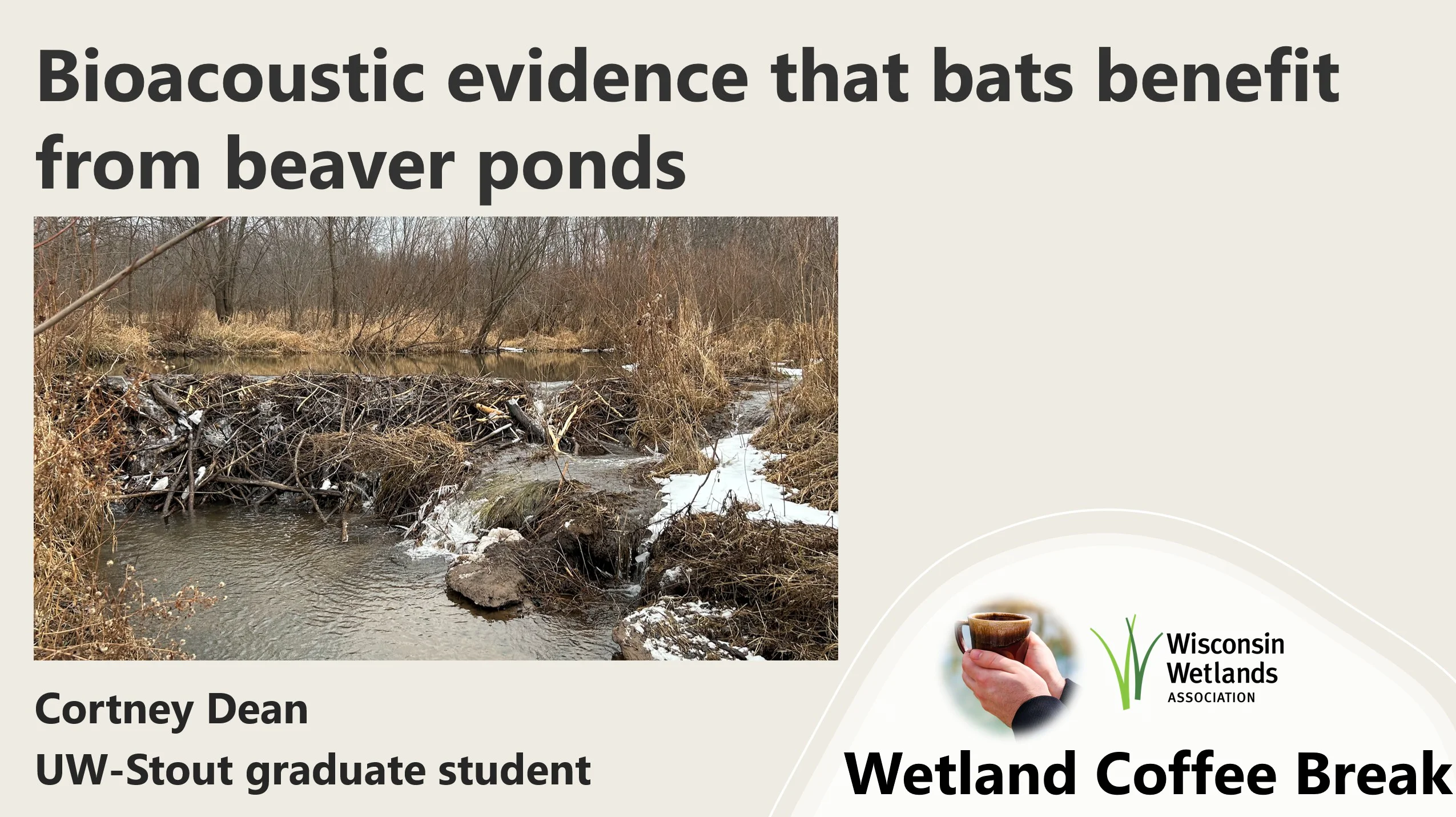 Wetland Coffee Break: Bioacoustic evidence that bats benefit from