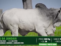Lote 103