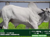 Lote 101