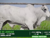 Lote 97