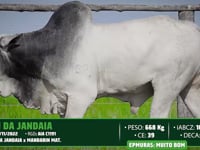 Lote 98