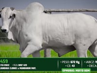 Lote 99
