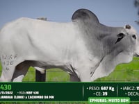 Lote 93